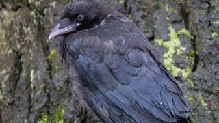 Crow fledgling calling