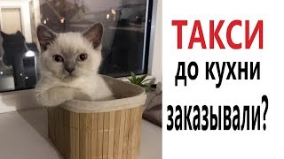 Лютые приколы. КОТ ТАКСИСТ! САМОЕ СМЕШНОЕ ВИДЕО! ТЕСТ НА ПСИХИКУ - Domi Show