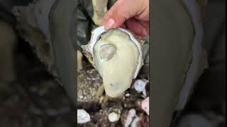 Oyster Origin Wholesale #shortsfeed #youtubeshort #oysters