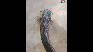 big catfish/ Ikan Lele Besar #shorts