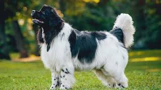 Newfoundland Dog | Facts, History & Characteristics