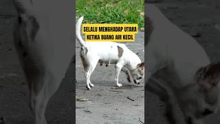 Fakta Unik Hewan Anjing #shorts #faktaunikhewan #anza2012