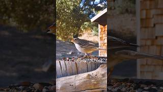 White-crowned Sparrow🐦Fall Feast #whitecrownedsparrow