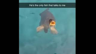 he's the only fish that talks to me