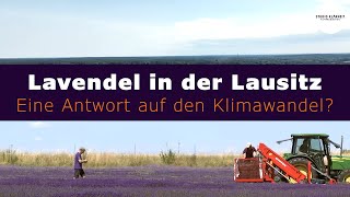 Doku Wirtschaft: Lavendel in der Lausitz - Antwort auf den Klimawandel?