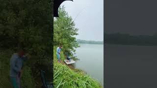 I caught the big fish🐟 Carp fishing🎣 Best fishing video #shorts #fishing 5