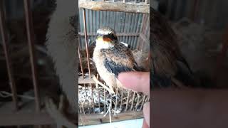 YA UDAH NANGKRING/ ANAK CENDET NYA 🐥🐥#birds #cendet #feedshorts #trendingshorts #viralvideo