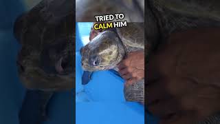 This Turtle Had An Unexpected Saviour🥺❤