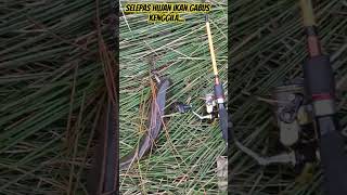 Selepas hujan ikan gabus mengganas!!! | #castinger #viral #mancingharuan #gabus #fisherman