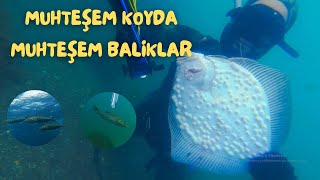 Erdek'te müthiş merada zıpkınla balık avı | Kalkan, levrek, eşkina, karagöz, mırmır