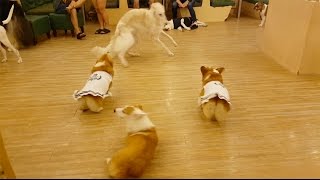 Leave my short legged friend alone ( corgi vs borzoi )