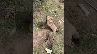 Adorable Chubby Himalayan Marmots Playfully Shoving Each Other#cutemarmot #cuteanimals #marmot