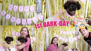 Sophie's 1st Bark-Day Celebration 🥳 ✨🐶🎉🎂