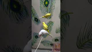 Budgies | Pet Lover | Pichku | Hari | Pari | Budgies Love | @sakshicreates8