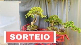 Sorteio dos 3 Bonsai da Coleção- Entre Alunos do Curso de Bonsai