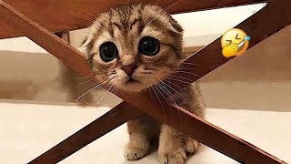 Funny ANIMALS videos 2024😻🐶New Funny Cats and Dogs Videos😘