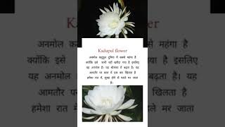 most expensive flower  in the world Kadupul flower #shorts