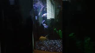 Common carp & comets & weather Loaches Feeding time