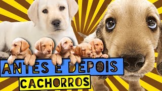 ANTES E DEPOIS DOS CACHORROS