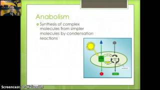 IB 2.1 - Molecules to Metabolism