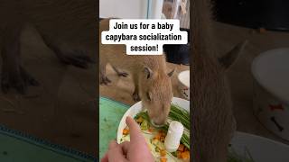 Socializing a baby capybara!