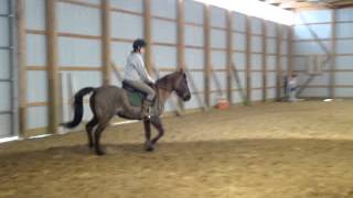 Sunny - Trotting and cantering right