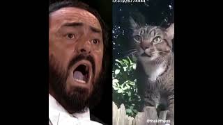 Pavarotti vs Catarotti