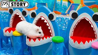 Awesome Hamster Water Roller Coaster in the Pool Maze 🐹 Homura Ham