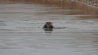 Little Grebes & Mallard feeding