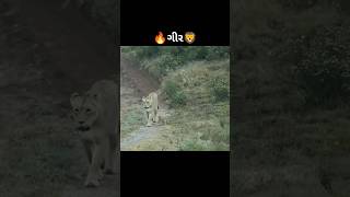 #shorts #girnar #girraj #sasan #ગીરસોમનાથ #lion #viral #treding #wildlife #indian #animals #pubg 👍🔥🦁