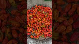 🌶️ SPICY 🥵 CHILLY #nepalivlog #ytshorts #chilli