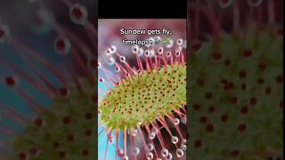 Sundew vs fly . #nature #edm