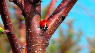 Biedronka siedmiokropka (Coccinella septempunctata)