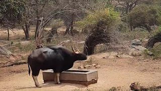 wild bull | Bahubali Bull