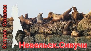 Невельск. Сивучи. Ловецкий перевал. Сахалин. 17.04.24