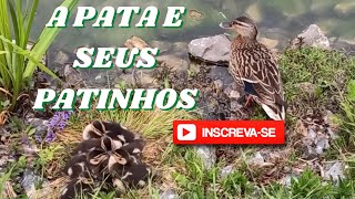 Patinhos, Mae Pata e Seus Patinhos, Dona Pata e Seus Patinhos, Patos,