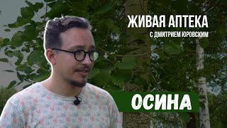 ОСИНА //Лечебные свойства и правила сборы // Живая аптека