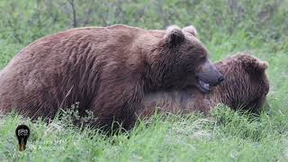 Making friends (and cubs)