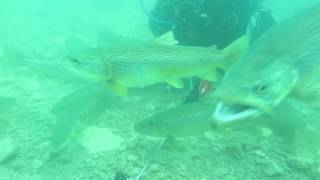 Capernwray Fish Feeding April 2017