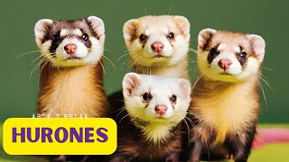 Relajación y Maravillas Huroniles: Un Viaje Artístico con Ferrets