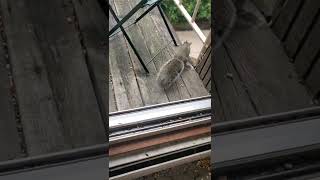 Squirrel takes Peanut aggressively