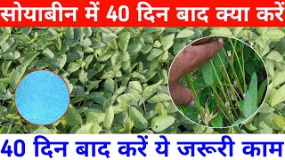 सोयाबीन में 40 दिन बाद क्या करें || Soyabean Me 40 Din Baad Kya Karen || Soyabean Farming