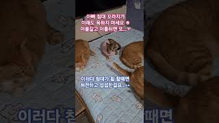 다묘 가정이면 백번 이해가는 이야기ㅜㅠ#옹기종기 대가족#아빠와 자식들