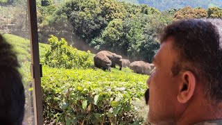 We Got Trapped by Elephants in Kerala’s First National Park! 😱