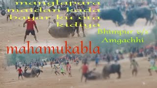 Manglapara kada bayar ropok// Bhimpur v/s Amgachhi 2nd round larhai // boffulo fight  2024