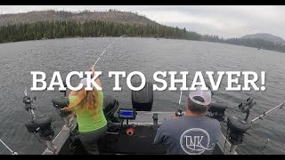 Back to Shaver!