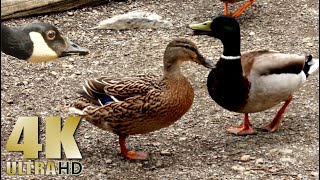 Ducks Geese Swans Water Birds Feeding in the Park - Nature Relaxation Video