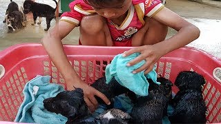 Lovely A little Boy Clean Baby Dogs Before Dogs Go Sleep-A little boy lovely his baby five baby dogs