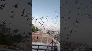 Ustad Pappu King 👑 #kabootarbazi #kabootar #pigeon #shortfeed #shortvideo #short #shorts #ytshorts