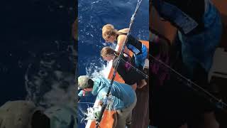 Blue Marlin release walkers cay ! #marlin #billfish